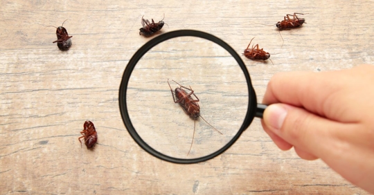 Seasonal Pest Control Tips: Protect Your Home All Year Round