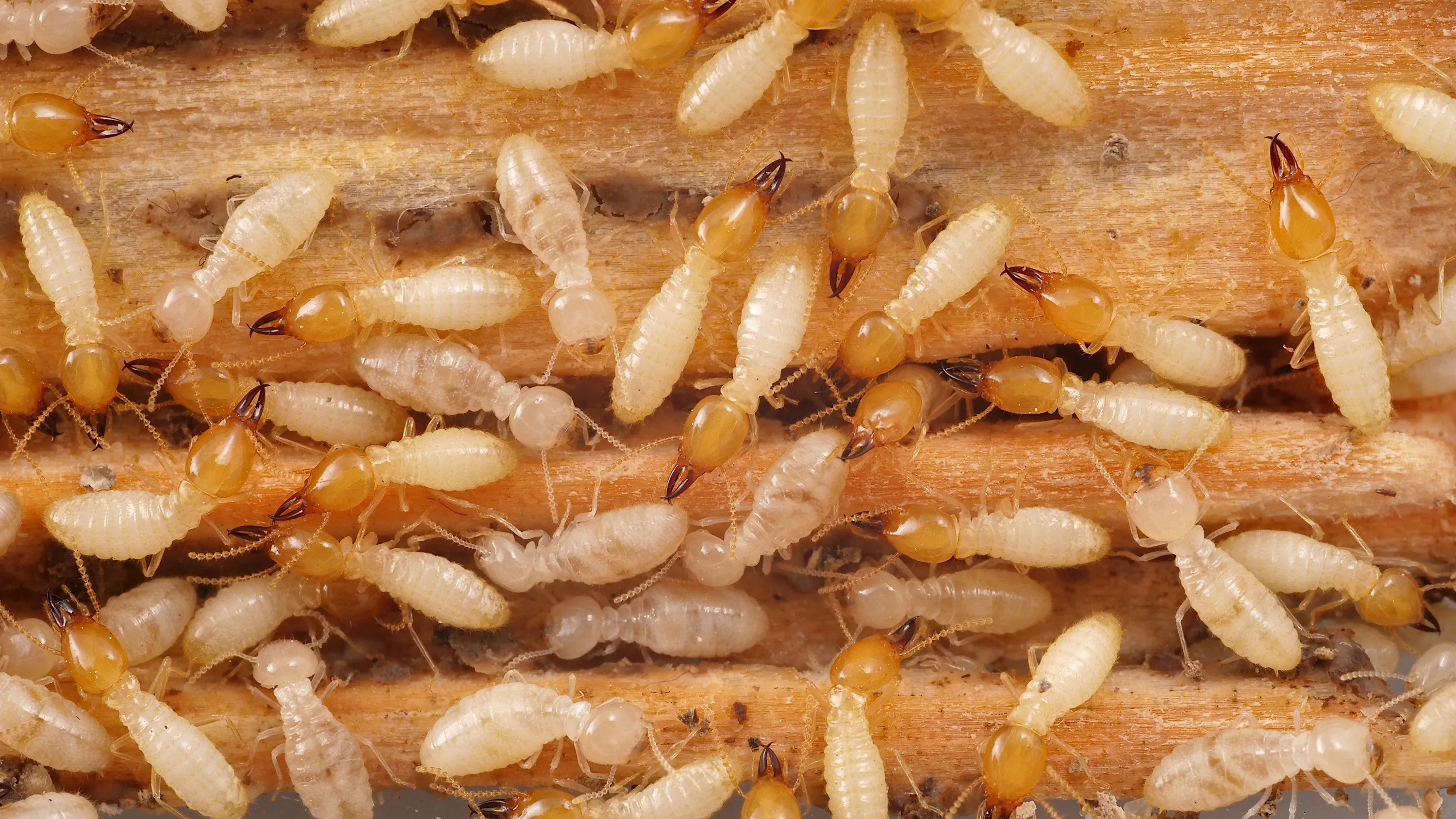 Termite Control Service